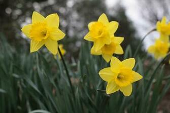 Daffodil Flower Wallpaper HD Widescreen
