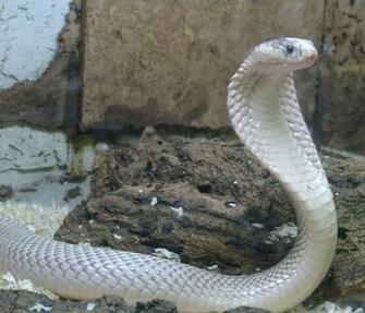 Cobra Snake Wallpaper King Pictures