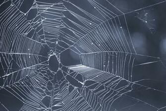 Spider Web Background Submited Image