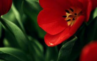 The Best Flowers Wallpaper You Ve Ever Seen Pedia