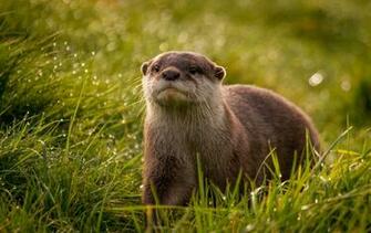 Otter Wallpaper