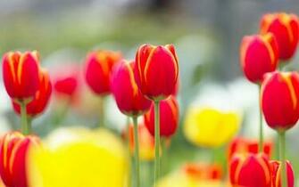 Tulip Bud Yellow In High Definition Wallpaper Size