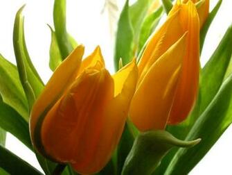 Flowers For Flower Lovers Beautiful Wallpaper
