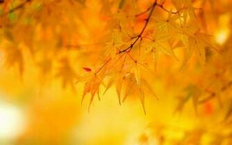 Wallpaper Yellow Background