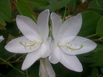 Wallpaper White Orchid Flower