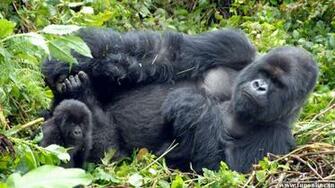 Gorilla Wallpaper Giant Gorillas HD