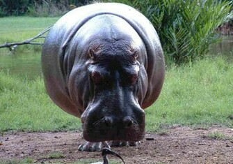 Hippopotamus Wallpaper Photo