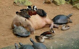 Capybara HD Wallpaper Background Image Id