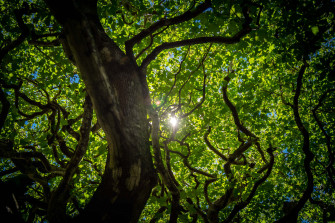 Green Tree Wallpaper