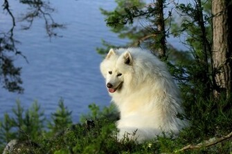 Wallpaper Samoyed The Water Trees Dog