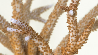 Staghorn Coral Facts And Photos Wallpaper