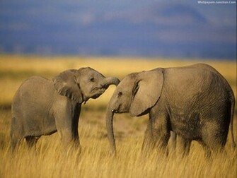 Elephant Wallpaper
