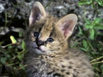 HD Desktop Wallpaper Bobcat
