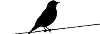 Background Black And White Birds Background