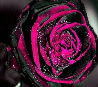 Best Image About Flowers Friendship