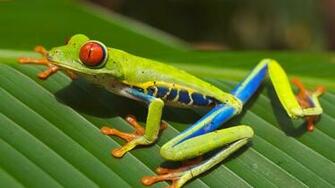 Poison Frog Wallpaper HD Background