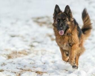 Snow German Shepherd Wallpaper
