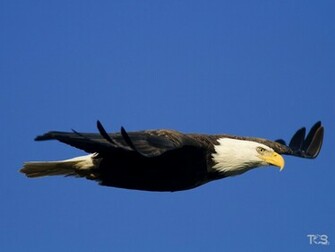 Eagle Cool Beautiful Wallpaper High