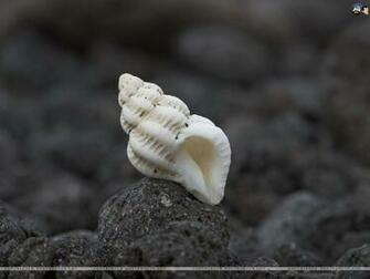 Seashells HD Wallpaper