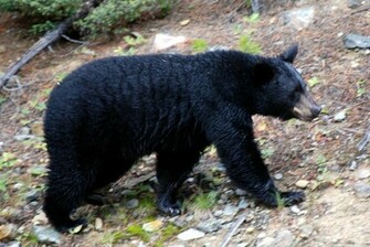 Black Bear Credit Hbarrison Cc2