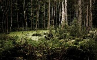 Earth Swamp Wallpaper