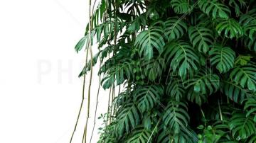 Monstera Tropical Plant Wall Murals Online Photowall