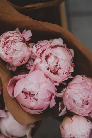 Peony Pictures HD Image Stock Photos On