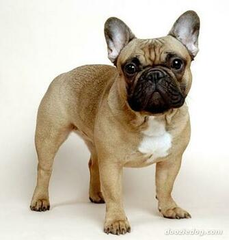 French Bulldog Jpg