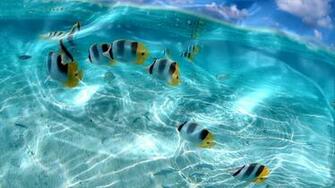 About Live Wallpaper For Windows Vista Xp