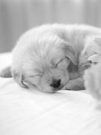 Kindle3 Animals Dogs Cute Puppy Sleeps Behind Sunflowers Screensaver