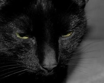 Tired Black Cat By Solania Desktop Wallpaper