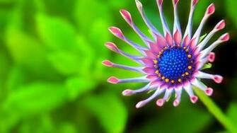Wallpaper Flowers Rr Collections