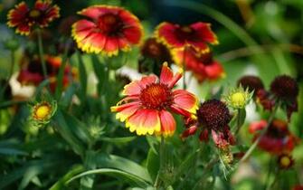 Exotic Flowers A3 HD Desktop Wallpaper 4k
