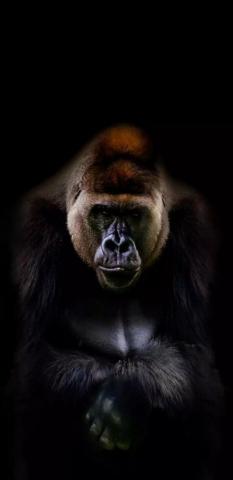Concrete Jungle Gorilla Wallpaper Animals Wild Animal