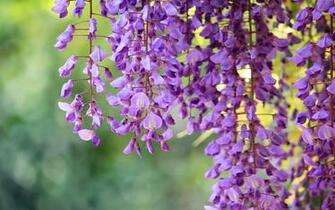 Wisteria Flower Wallpaper Wallpaper9