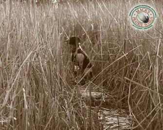 Drake Waterfowl Wallpaper