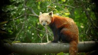 Red Panda Computer Wallpaper Desktop Background Id