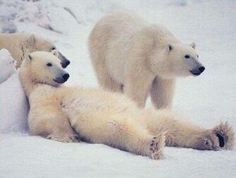 Chill Polar Bears Wallpaper Enjoy