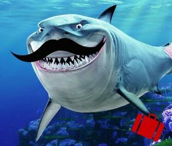 Cool Pictures Of Sharks And Spin Doctors