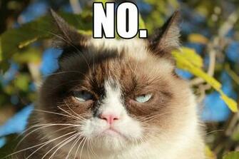 No Grumpy Cat HD Desktop Background Wallpaper