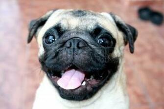 Pug Puppies Wallpaper HD Background