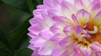 Wallpaper Dahlia Photo Background