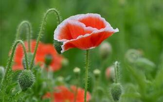 Poppies Wallpaper