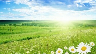 Daisy Field In Summer Wallpaper