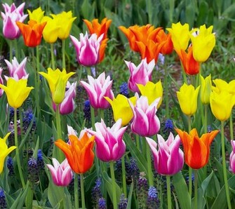 For Flower Lovers Beautiful Flowers Desktop Wallpaper Background