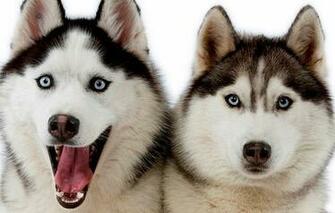 Siberian Huskies Alaskan