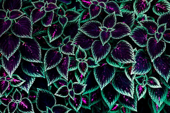 Tripy Leaf Wallpaper Edited From An Image