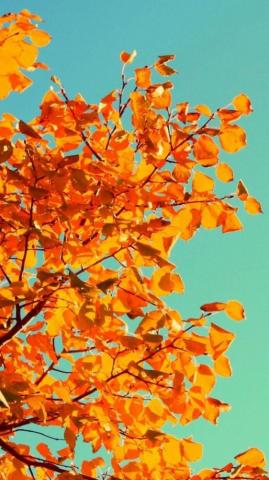 Best Cute Fall Phone Wallpaper In HD