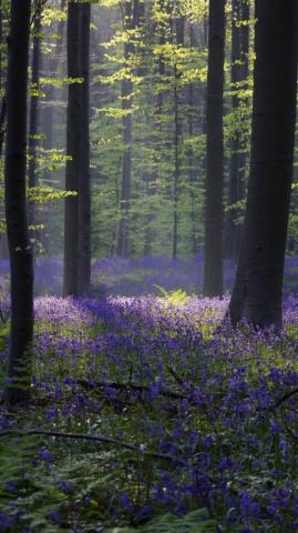 Wallpaper Forest Bluebell Sunlight Spring Halle Belgium 4k
