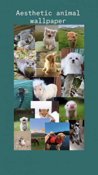 Aesthetic Animal Wallpaper